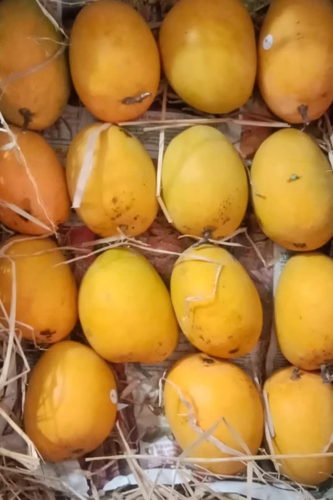 Hapus Mango